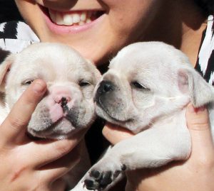 are french bulldogs born with pink noses
