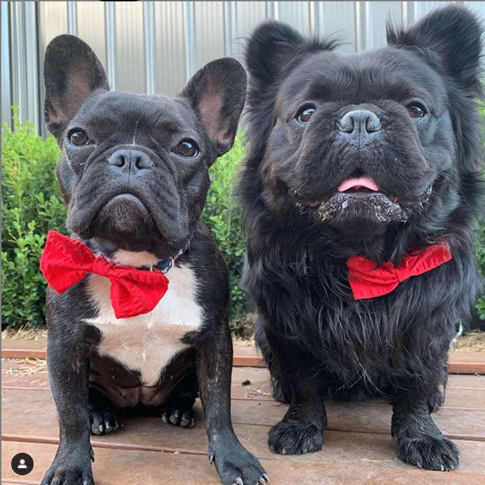 long haired blue french bulldog for sale
