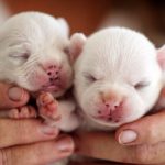 True Cream French Bulldog puppies born and bred by registered breeder in QLD Australia