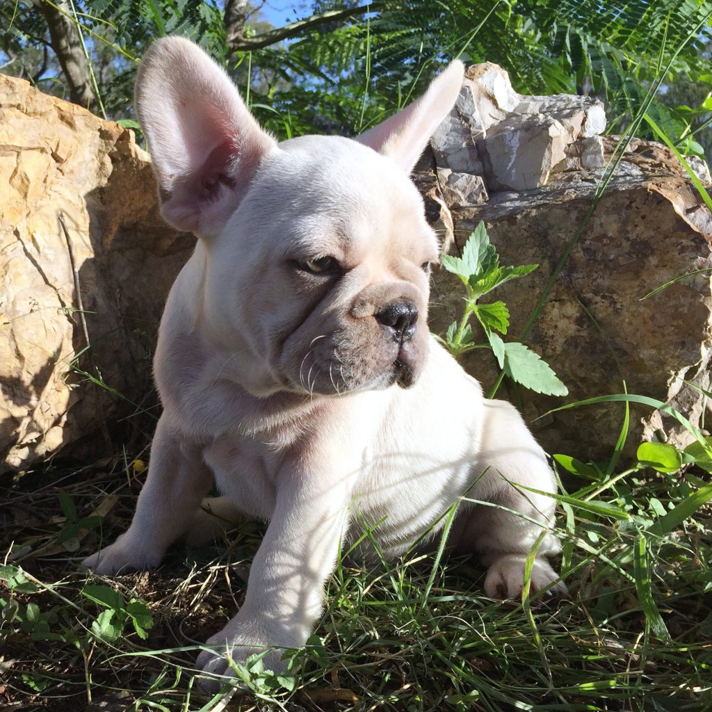 Cream French Bulldog Puppy For Sale French Bulldogs
